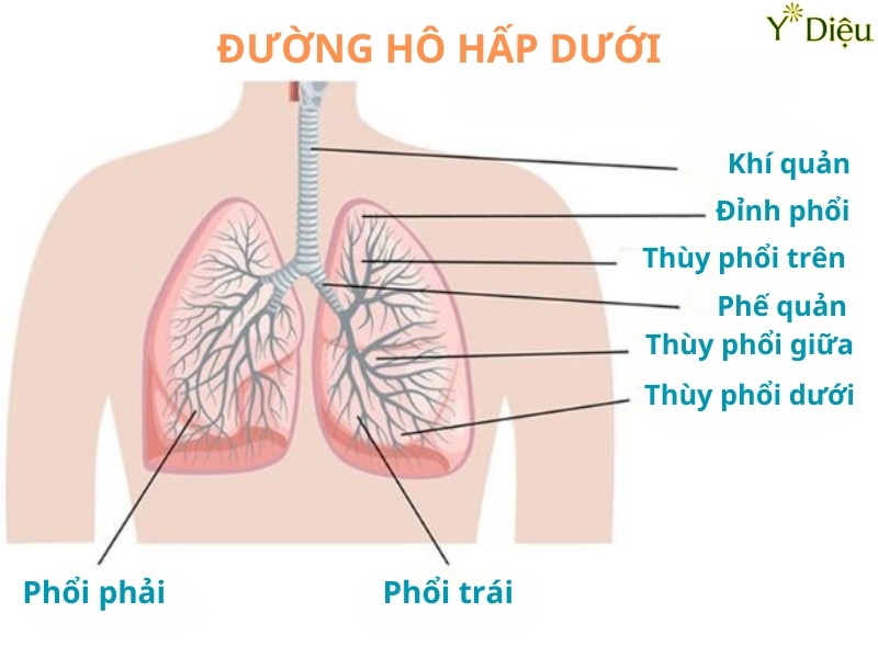 Bị viêm nhiễm đường hô hấp dưới có thể bị ho có đờm